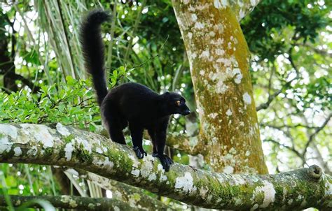 Black Lemur Eulemur Macaco Island Of Madagascar Off The Flickr