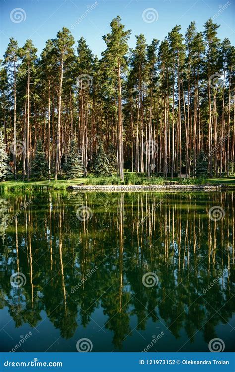 Pine Trees In Forest Summer Autumn Nature Outdoors Stock Photo Image
