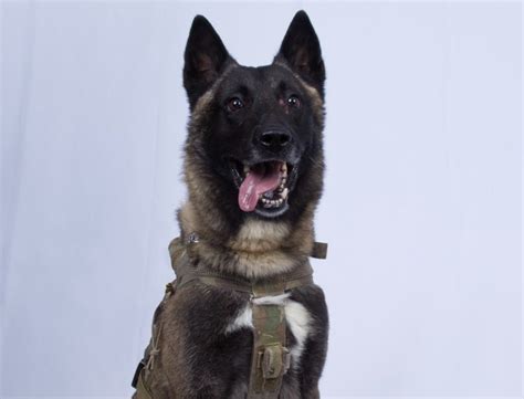 What It Takes To Become A Us Special Forces Dog