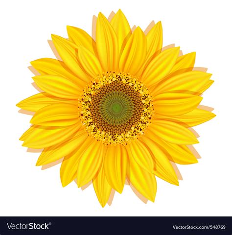 Sunflower Royalty Free Vector Image Vectorstock