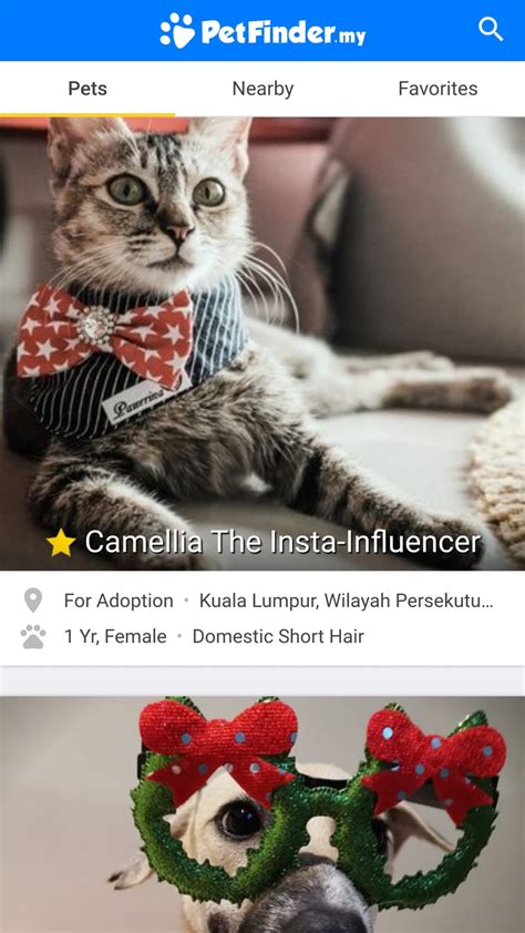 Petfinder Quiz