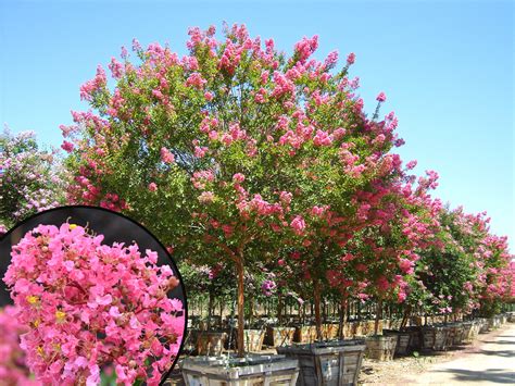 The Best Pink Flowering Trees