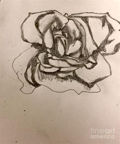 A Rose Is A Rose Drawing By Shylee Charlton Fine Art America