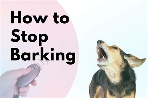 How To Get Your Dog To Stop Barking