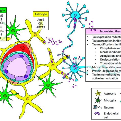 The Amyloid Tau Neuroinflammation Axis In The Context Of Cerebral