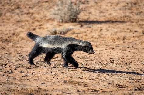Honey Badger Stock Image Image Of Movement Nose Moving 158220307