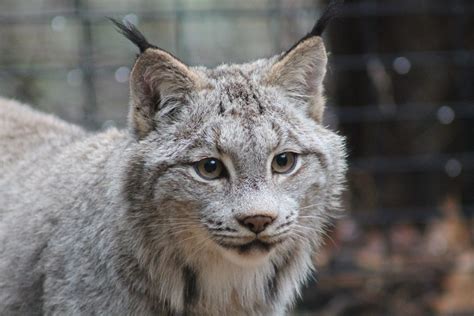 Canadese Lynx Als Huisdier Vogels