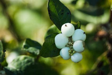Symphoricarpos Albus Common Snowberry Plant With White Berries Stock