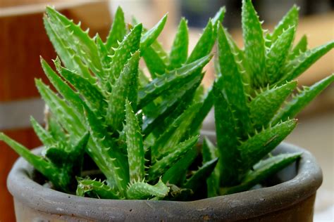 Slightly aloes, bitter, soluble in pyridine, soluble in glacial acetic acid, formic acid, acetone, methyl acetate, and ethanol, and one of them dissolved in 130. How To Grow Aloe Vera - The Wonder House Plant That Heals!