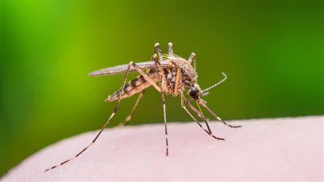 Verify Are Mosquitoes Really The Deadliest Animals On Earth