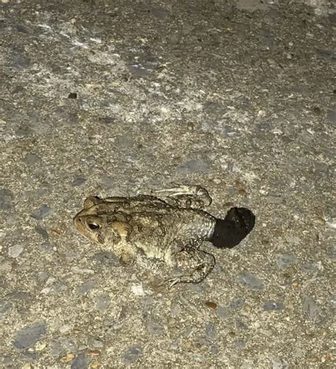 Frog Poop Identification