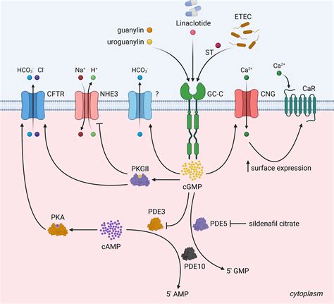 Frontiers Receptor Guanylyl Cyclase C And Cyclic Gmp In Health And Disease Perspectives And