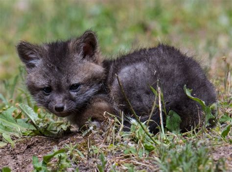 Adorable Gray Fox Kit County Line Wild
