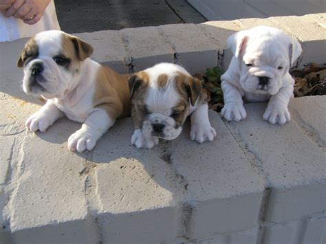 Find english bulldogs puppies & dogs for sale uk at the uk's largest independent free classifieds site. Miniature English Bulldog Info, Temperament, Puppies, Pictures