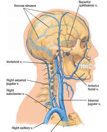 It is provided with two pairs of it runs down the side of the neck in a vertical direction, lying at first lateral to the internal carotid artery, and then lateral to the common carotid, and. Veins from the Head Neck and Brain - Blood Vessels - GUWS ...