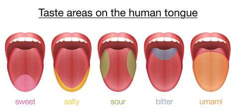 Taste Areas Of The Human Tongue Sweet Salty Sour Bitter And Umami With