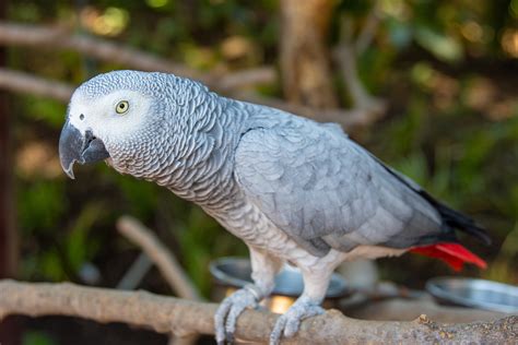 Free Images African Grey Parrot Animal Photography Avian Beak