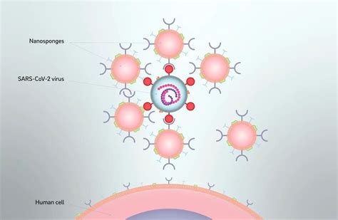 New Biomimetic Nanosponges Could Soak Up Sars Cov 2 Treating Covid 19
