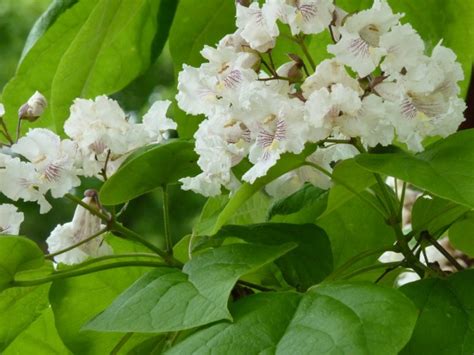 If you're looking for a tree or shrub that produces white flowers, check out one of these 11 lovely species. Do Trees Have Rights? | Garden Rant