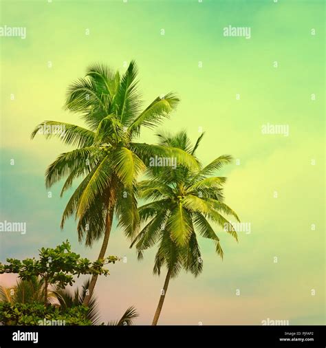 Toned Tropical Palm Trees On Sunny Fantastic Sky With Abstract Clouds