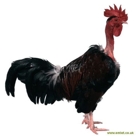 Naked Neck Chickens Naked Neck For Sale Chicken Breeds