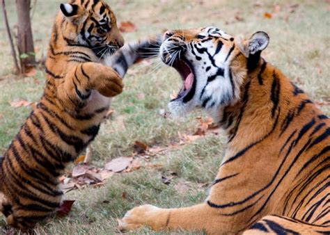 527 Best Atlanta Zoo Fan Board Images On Pinterest