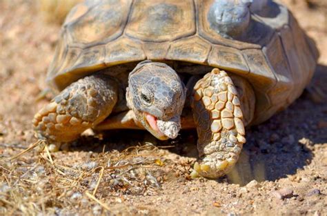Decoded Genome May Help Tortoise Win Race To Survive Asu Now Access