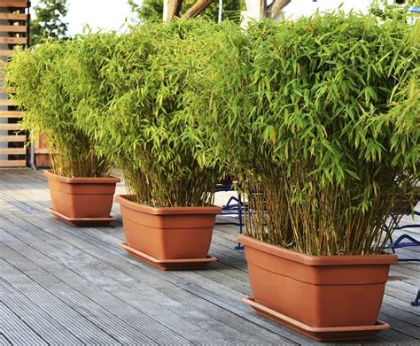 Bambusy V Nádobách Na Terasách či Balkonech Víte Jak Je Správně