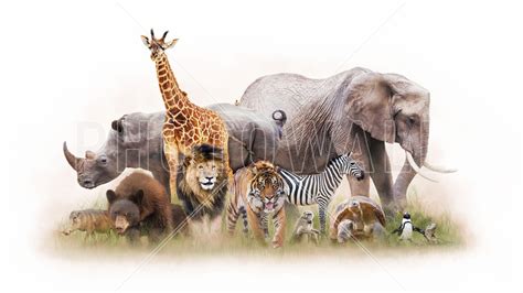 Group Of Zoo Animals Gratis Bezorgd Fotobehang Van De Hoogste