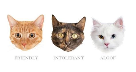 Check spelling or type a new query. Can You Judge A Cat By Its Color? | Cats, Orange cats, Cat ...