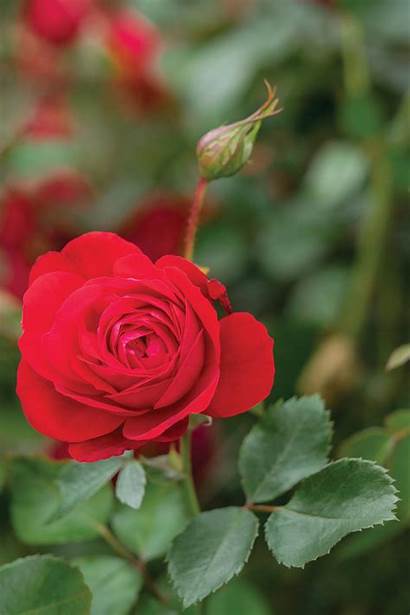 Canadian Shield Roses Rosa Rose Bloom Week