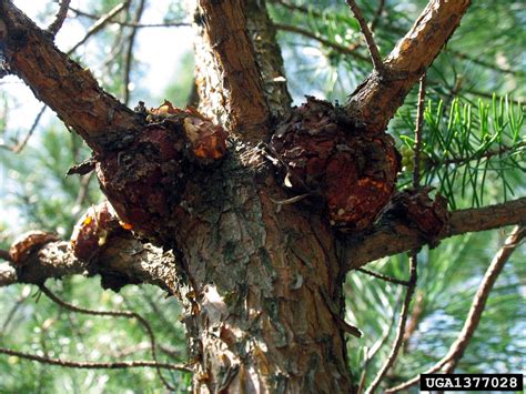 Eastern Pine Gall Rust Cronartium Quercuum