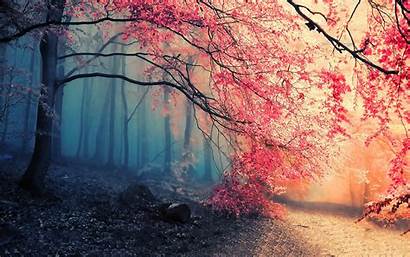 Forest Path Fall Nature Tree Background Wall