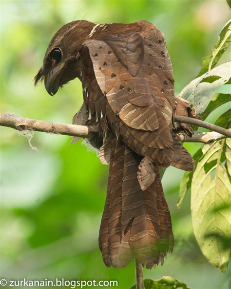 The giant frog mouth ( batrachostomus auritus ) is a nocturnal bird of the family of the frogmouth. Zul Ya - Birds of Peninsular Malaysia: Large Frogmouth