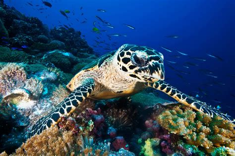 Endangered Hawksbill Turtle Shell Trade Is Much Bigger