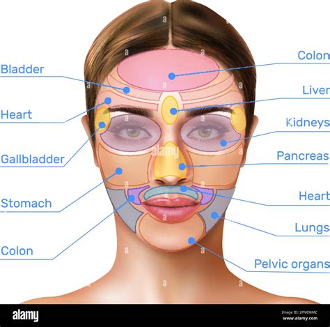 Face Mapping Reflexology Realistic Infographics With Massage Zones Marked On Female Face And