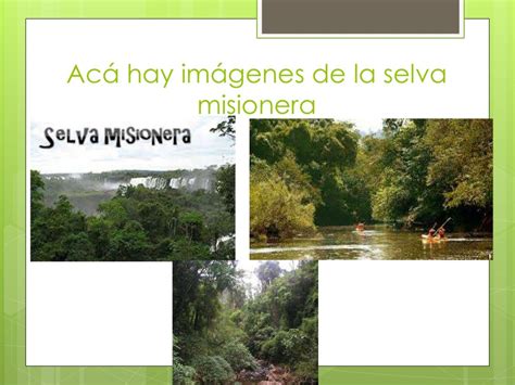 Selva misionera