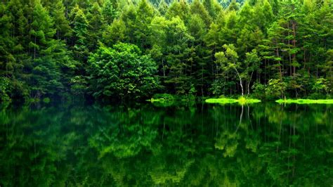 Beautiful Green Forest Hd Wide Wallpaper For Widescreen 37 Wallpapers