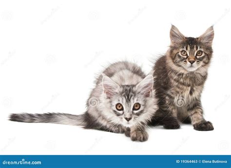 Two Fluffy Kittens Stock Image Image Of Front Isolated 19364463