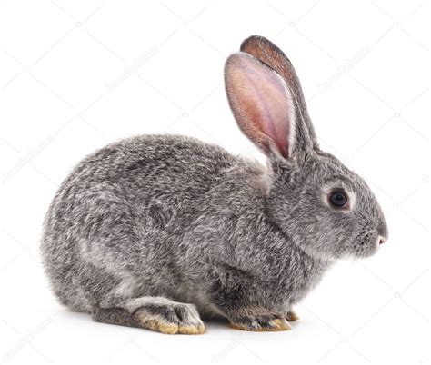 Dramacool updates hourly and will always be the first drama site to release the latest episodes of it's okay to not be okay. One gray rabbit. — Stock Photo © Voren1 #146450033