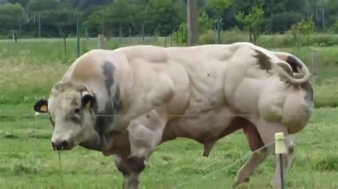 This Bull Has Been Bred For Its Enormous Muscles Youtube Bull
