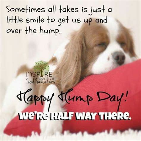 Wednesday Funny Quotes Hump Day