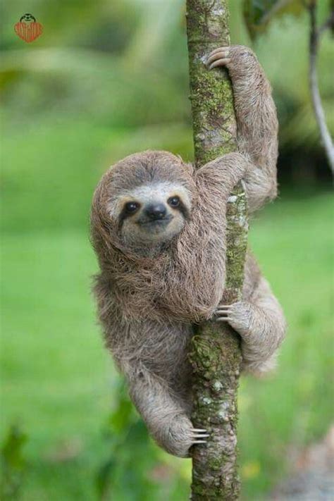 Brighten your day by watching this video of sloths having a bath. Bezauberndes Chiffon-Abschlussball-Kleid der Heimkehr ...