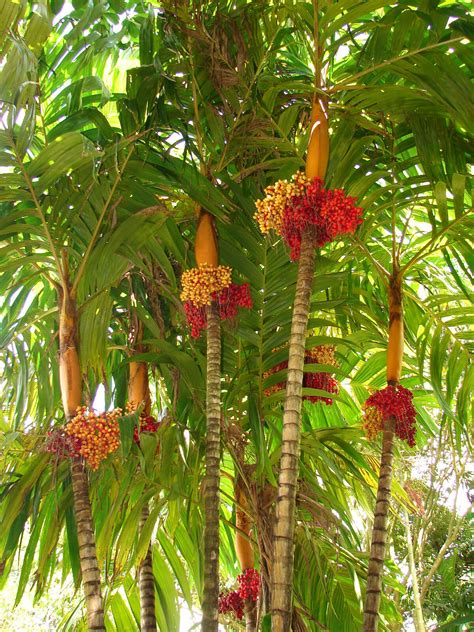 Polynesian Produce Stand Orange Collar Palm Colorful Rare Palm Tree