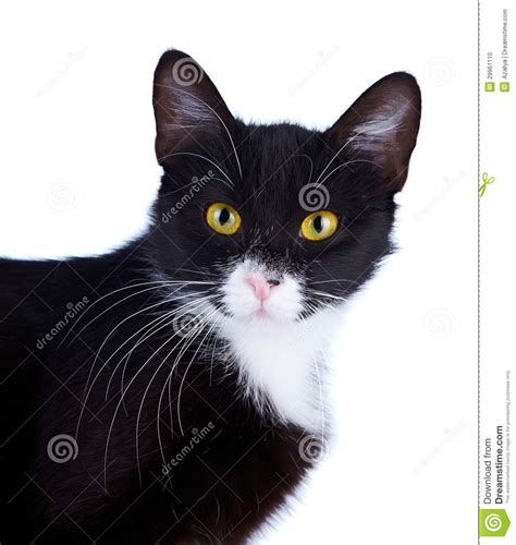 Portrait Of A Black And White Cat With Yellow Eyes Stock