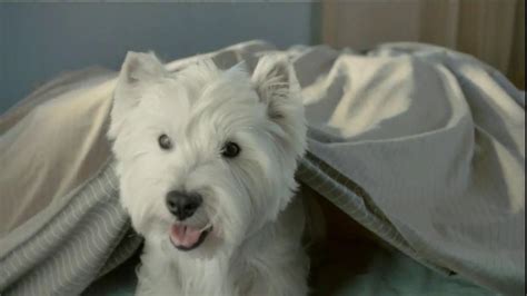 Based on its ingredients alone, cesar classics dog food looks like a average wet product. Cesar TV Commercial For Canine Cuisine With Lola - iSpot.tv