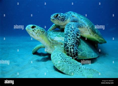 Green Turtle Chelonia Mydas Is Found In Oceans Worldwide They Are