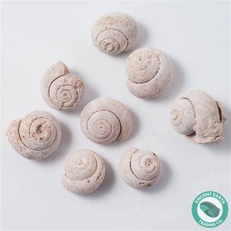 Single Gastropod Fossil Sea Snail Morocco Fossils