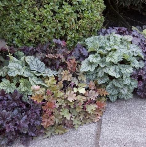 Coral Bell Border Coral Bells Side House Garden Heuchera