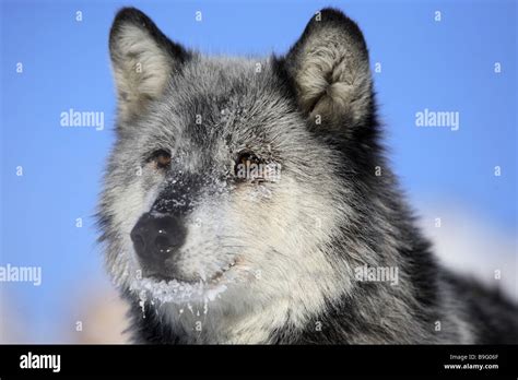 Eastern Timber Wolf Canis Lupus Lycaon Portrait Stock Photo Alamy